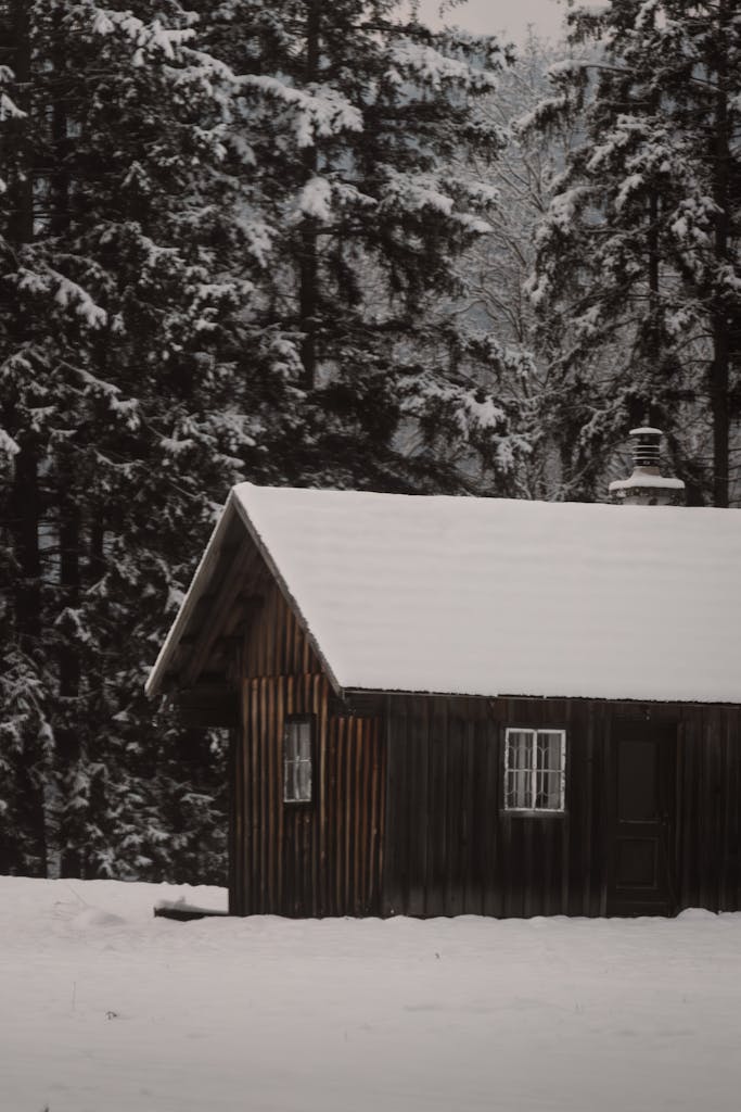 Free stock photo of 4k, alpine living, arka plan